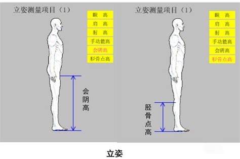 站立視線高度|人机工程学参数分享